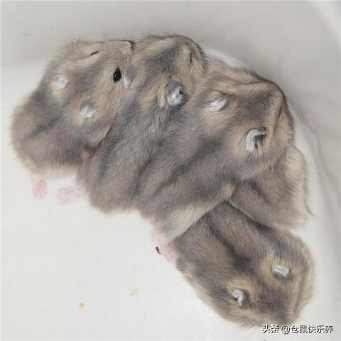 (仓鼠拟人图萌妹子)仓鼠拟人化：可爱少女们的萌萌日常生活